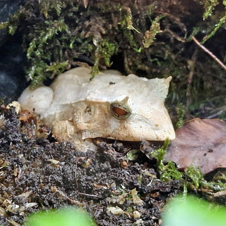 Gunther's Triangle Frog