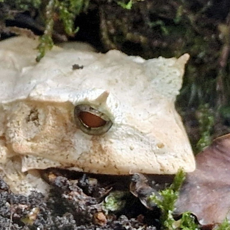 Gunther's Triangle Frog
