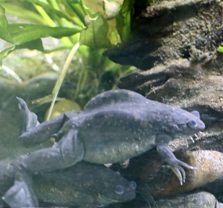 African Clawed Frog
