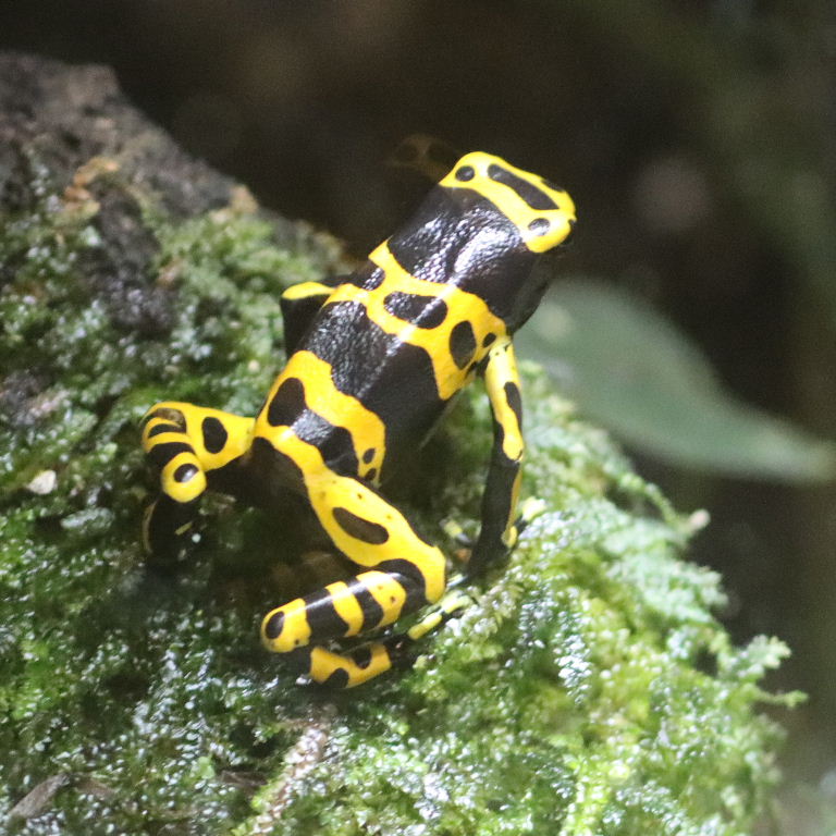 Yellow-banded Poison Dart Frog
