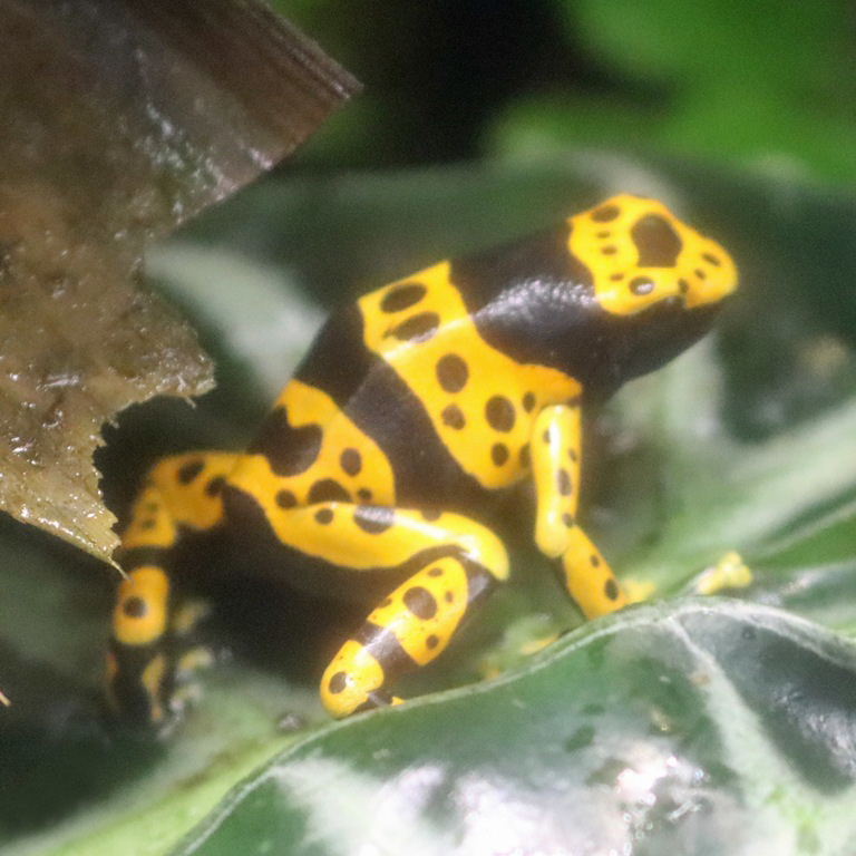 Yellow-banded Poison Dart Frog with centipede