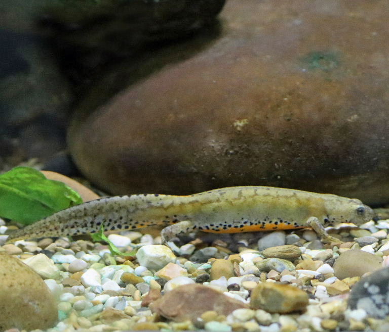 Alpine Newt