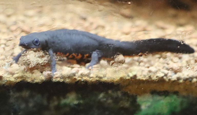 Chinese Fire-bellied Newt