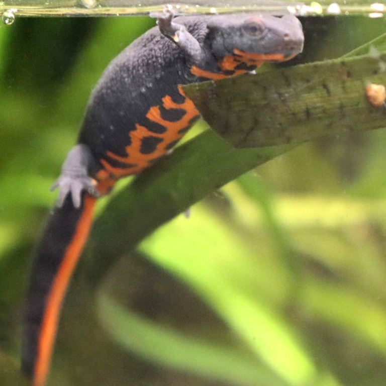 Chinese Fire-bellied Newt