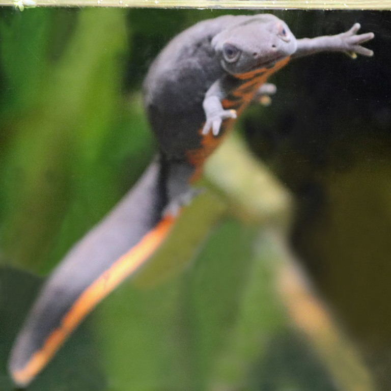 Chinese Fire-bellied Newt