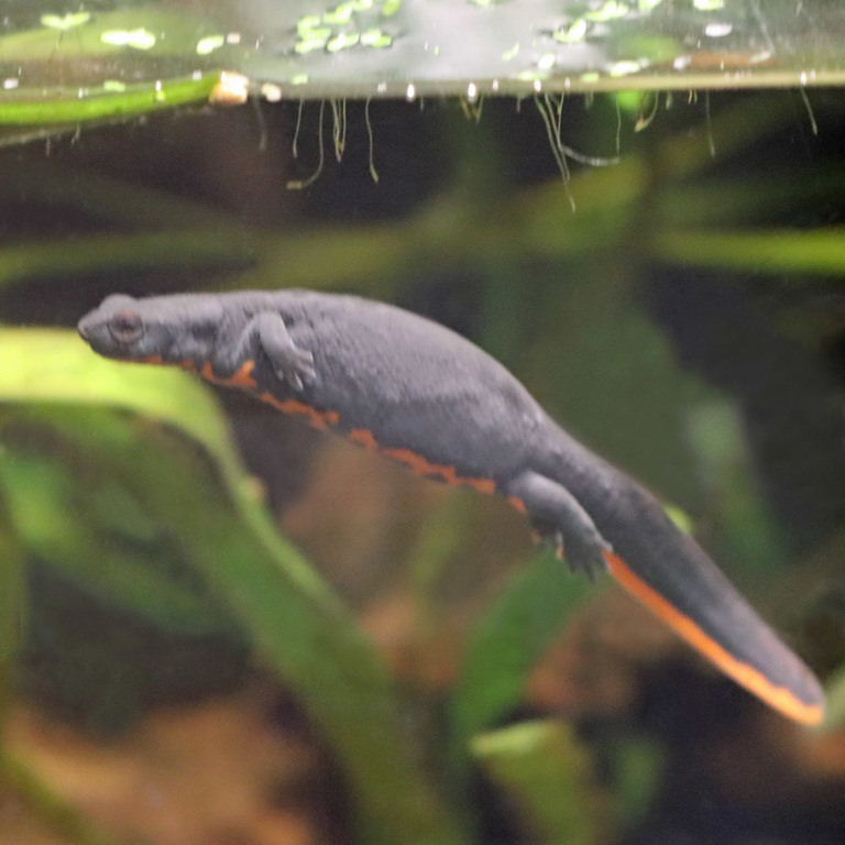 Chinese Fire-bellied Newt