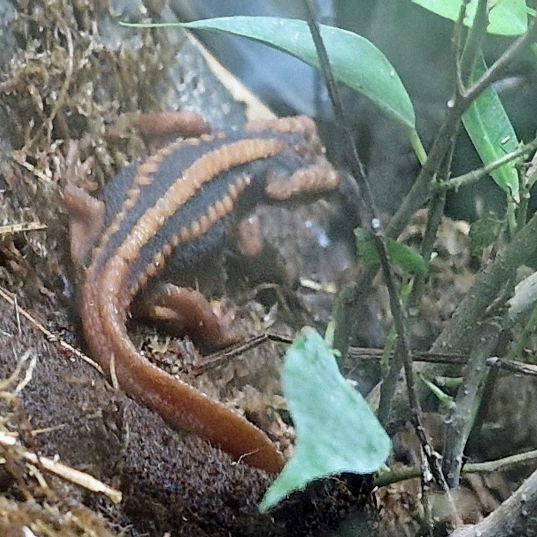 Emperor Newt