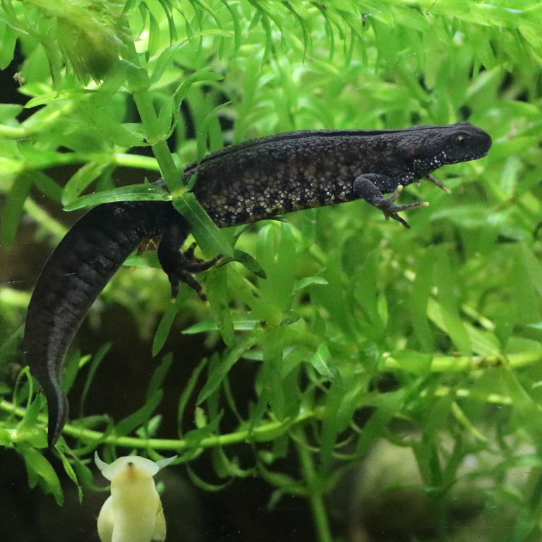 Great Crested Newt