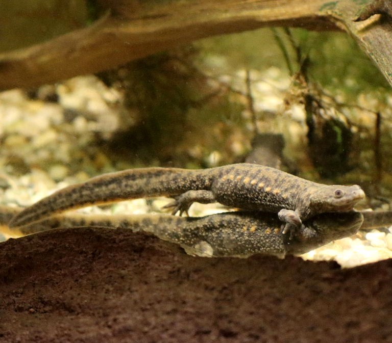 Iberian Ribbed Newt pair