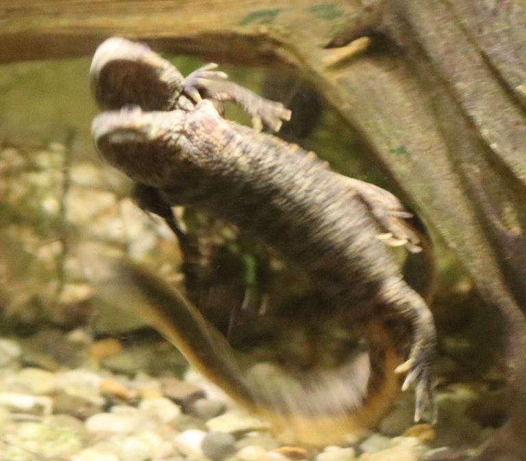 Iberian Ribbed Newt pair