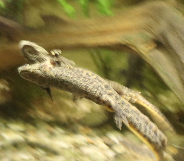 Iberian Ribbed Newt pair