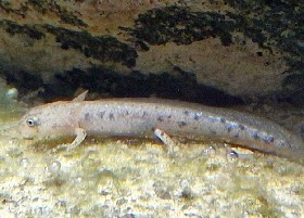 Luristan Newt larvae