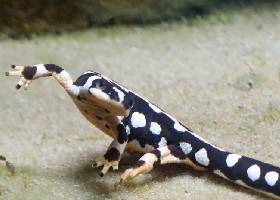 Luristan Newt