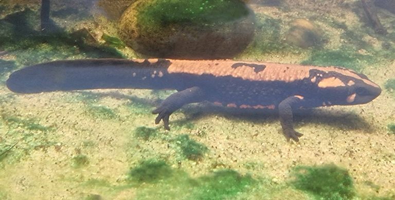Laos Warty Newt