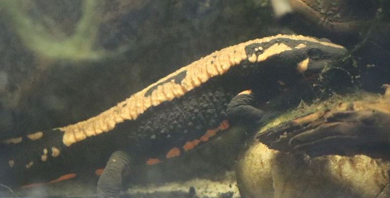 Laos Warty Newt