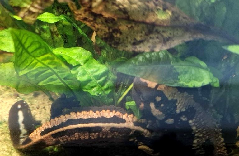 Laos Warty Newt