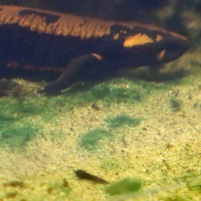 Laos Warty Newt tadpole