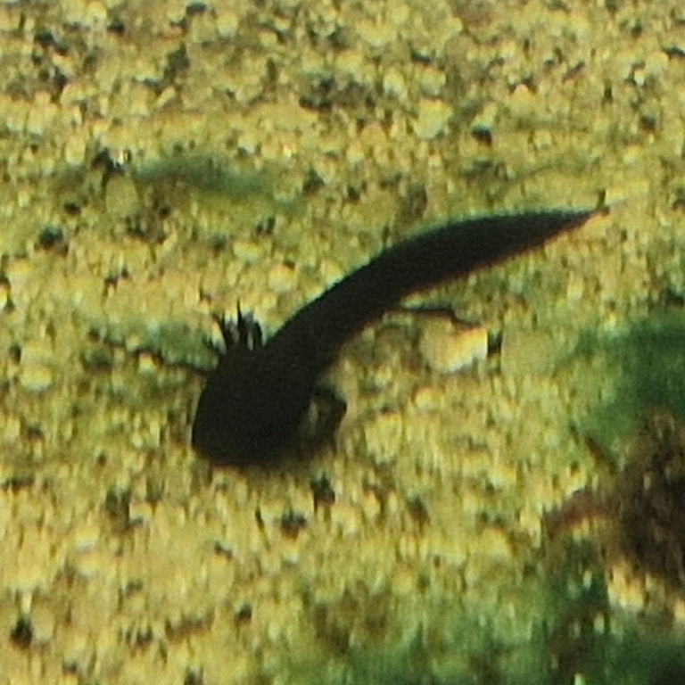 Laos Warty Newt tadpole