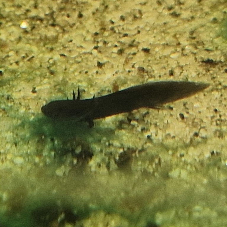 Laos Warty Newt tadpole