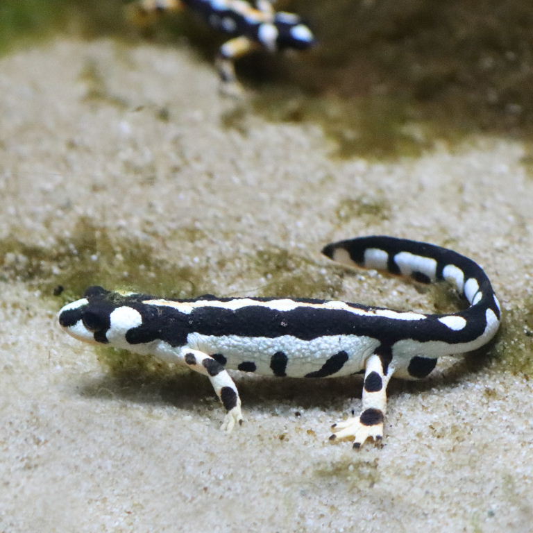 Luristan Newt