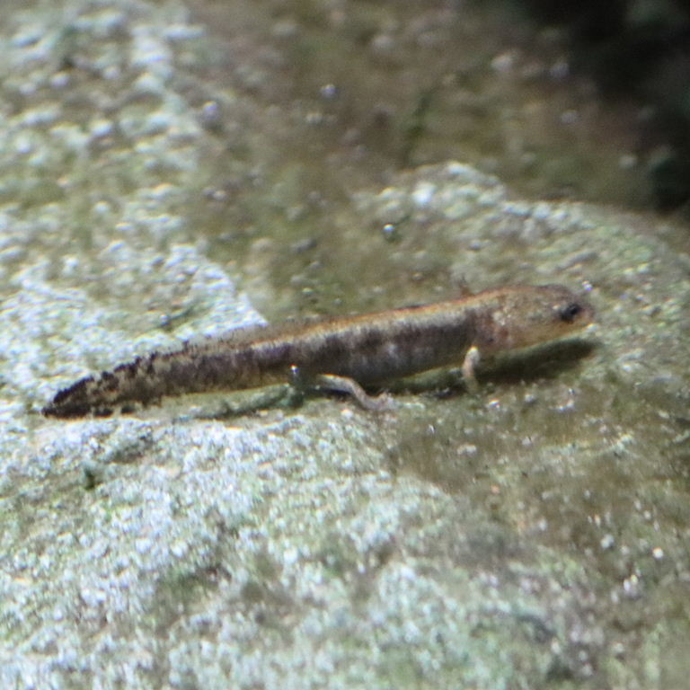 Luristan Newt larva