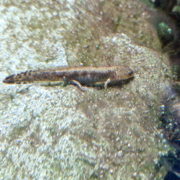 Luristan Newt larva