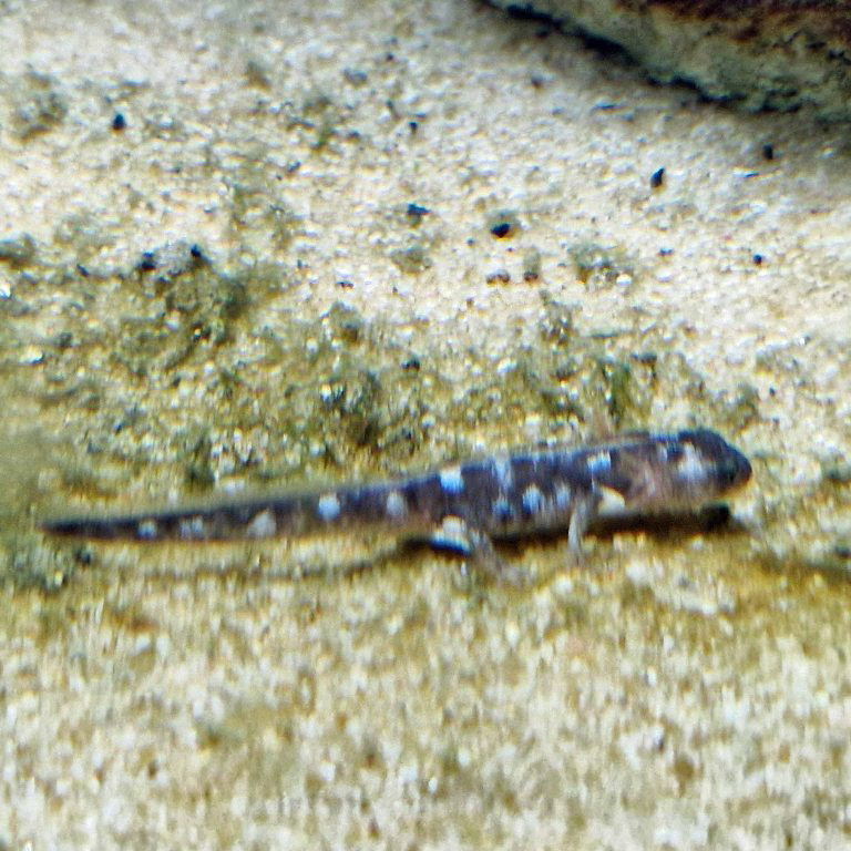 Luristan Newt larva