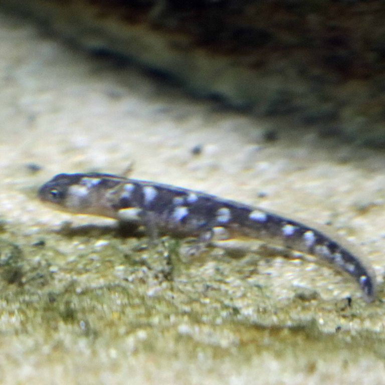 Luristan Newt larva