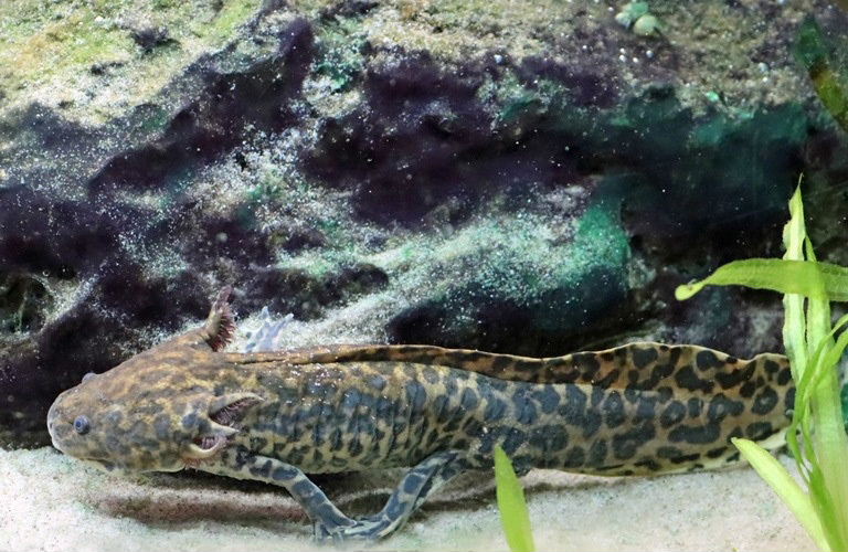 Anderson's Axolotl