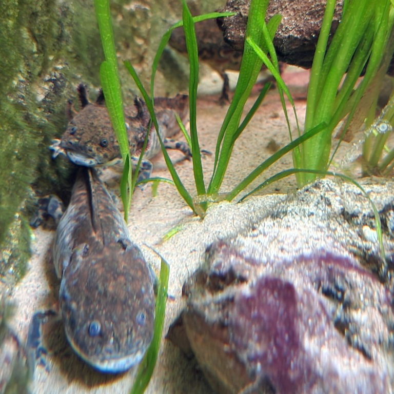 Anderson's Salamander