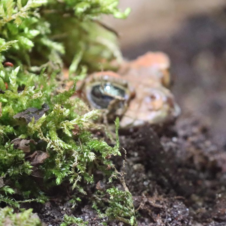 Eastern Cuba Giant Toad
