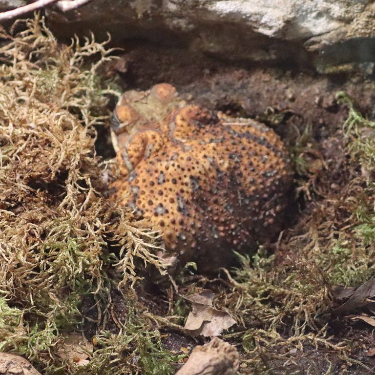 Eastern Cuba Giant Toad