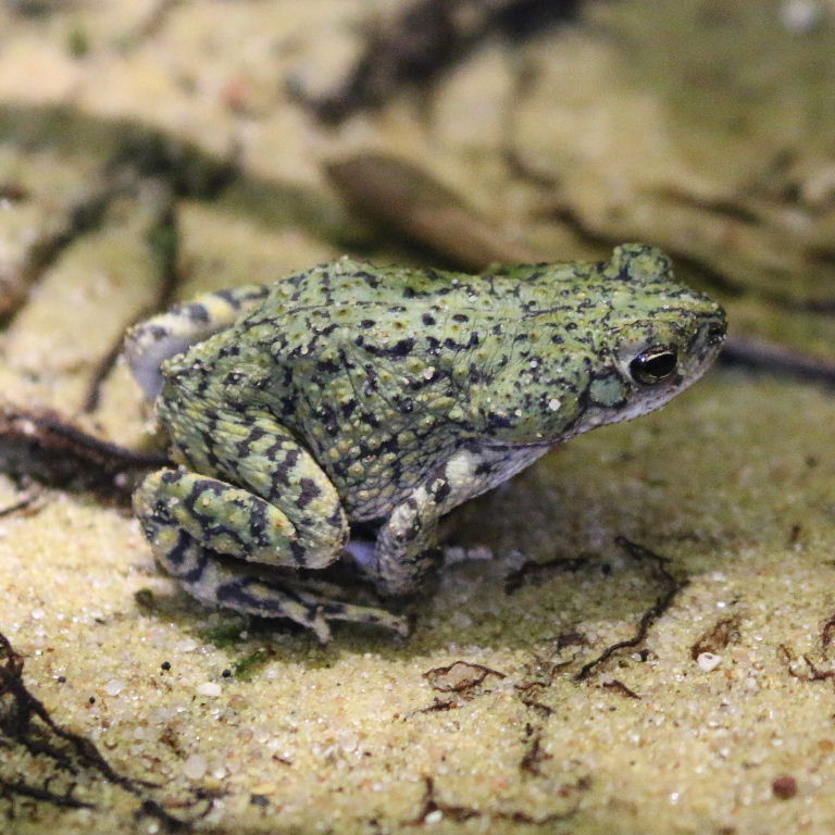North American Green Toad