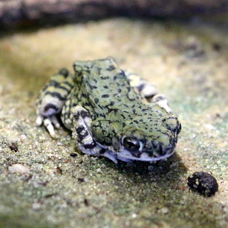 North American Green Toad