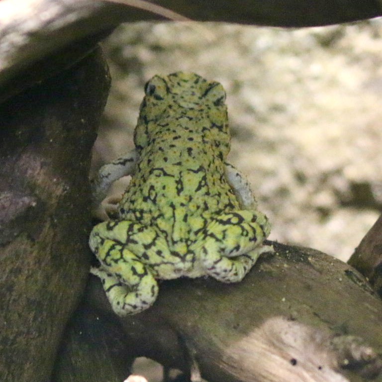 Eastern Green Toad