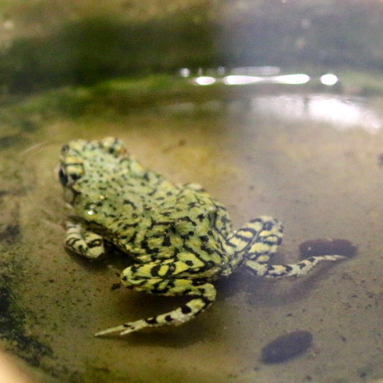 Eastern Green Toad