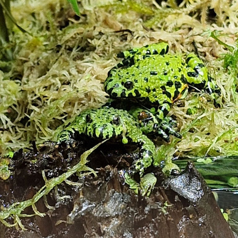 camouflaged Fire-bellied Toads