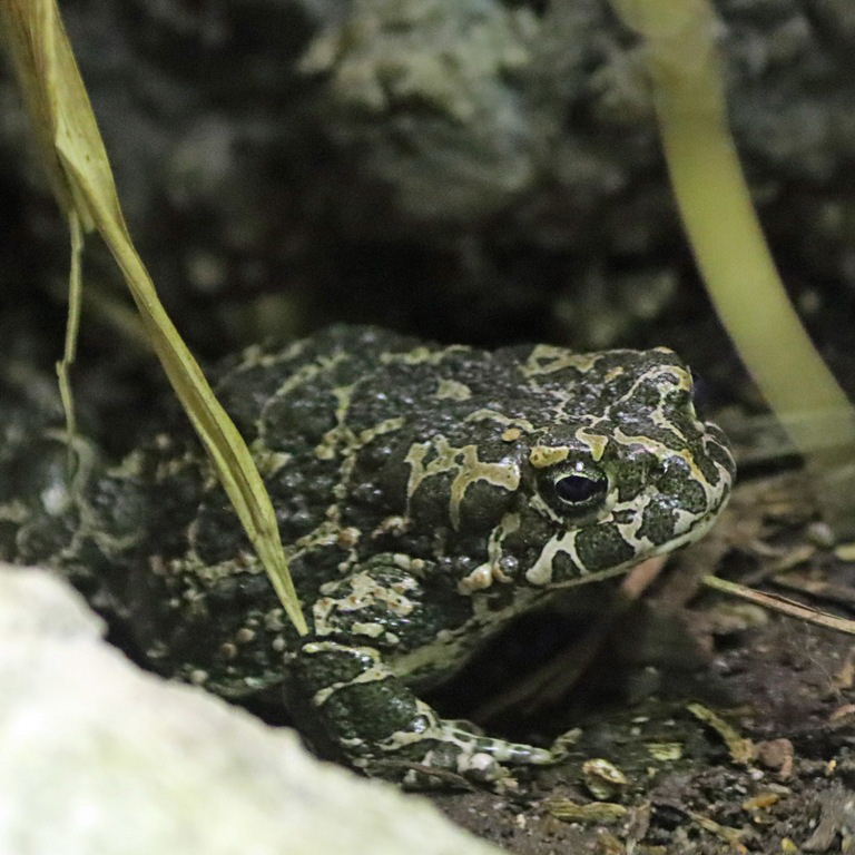 European Green Toad