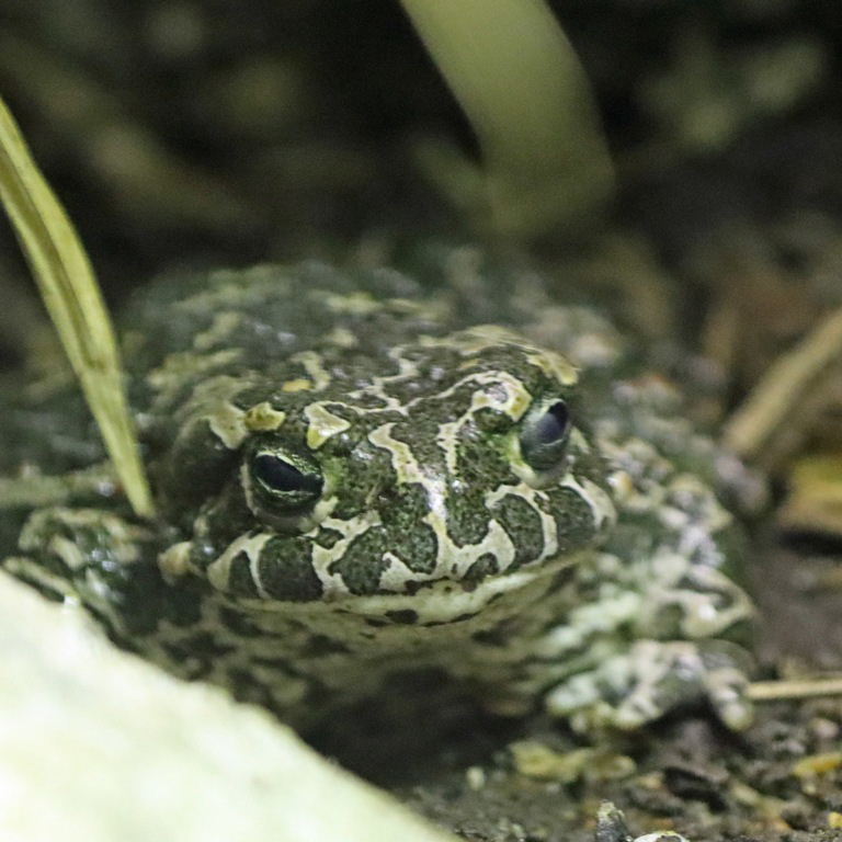 European Green Toad