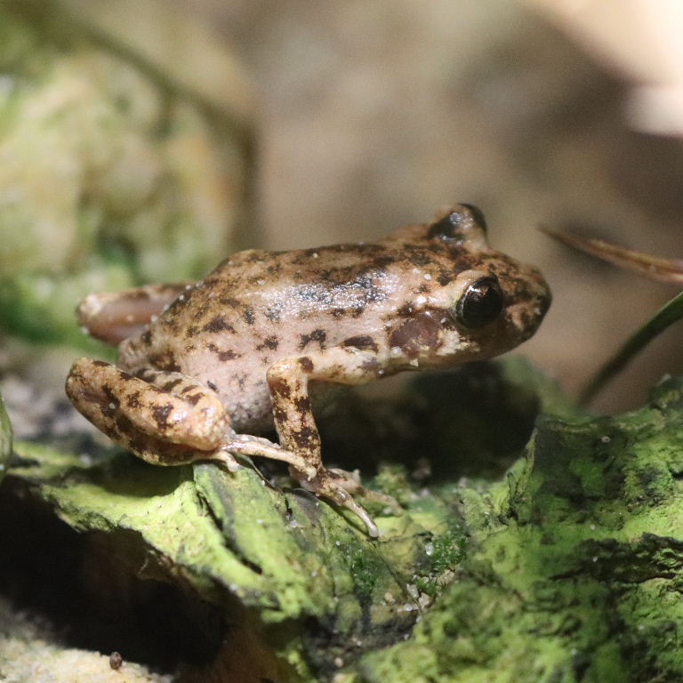 Mallorcan Midwife Toad
