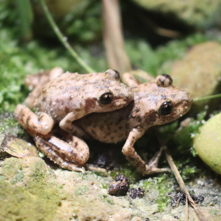 Mallorcan Midwife Toad
