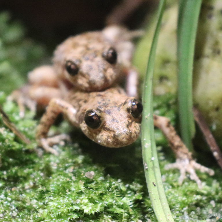 Mallorcan Midwife Toad