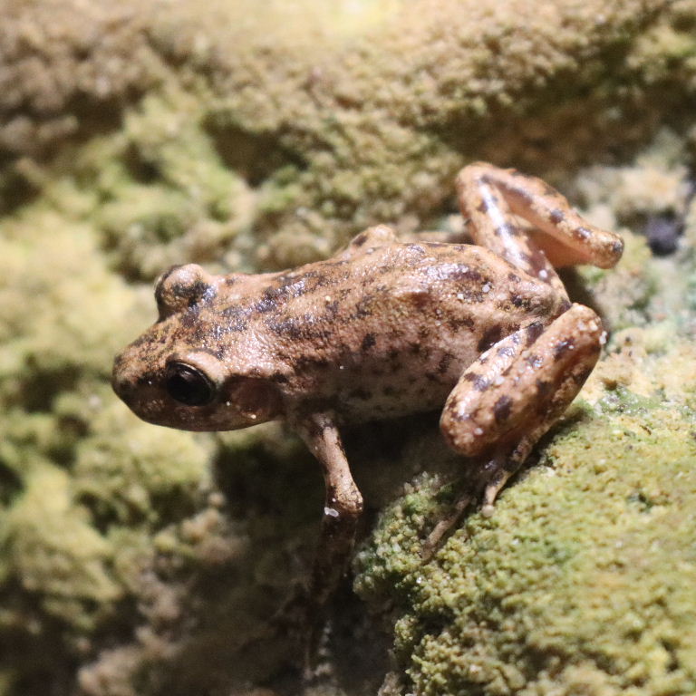 Mallorcan Midwife Toad