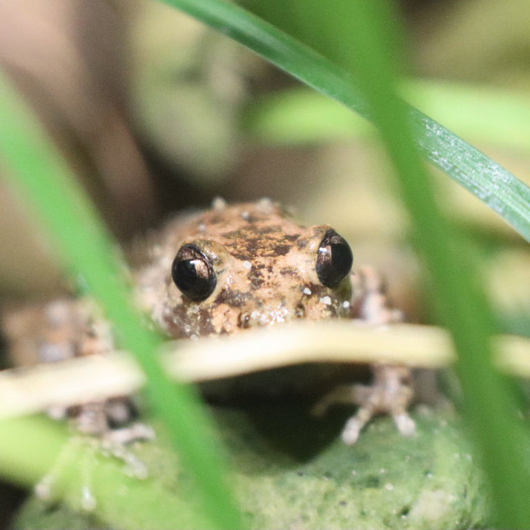 Mallorcan Midwife Toad