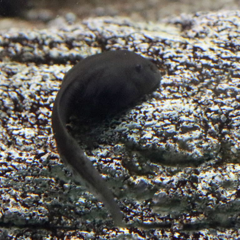 Mallorcan Midwife Tadpole