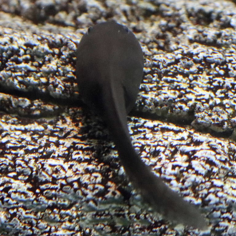 Mallorcan Midwife Tadpole