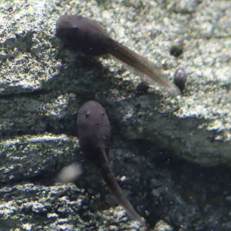 Mallorcan Midwife Tadpole