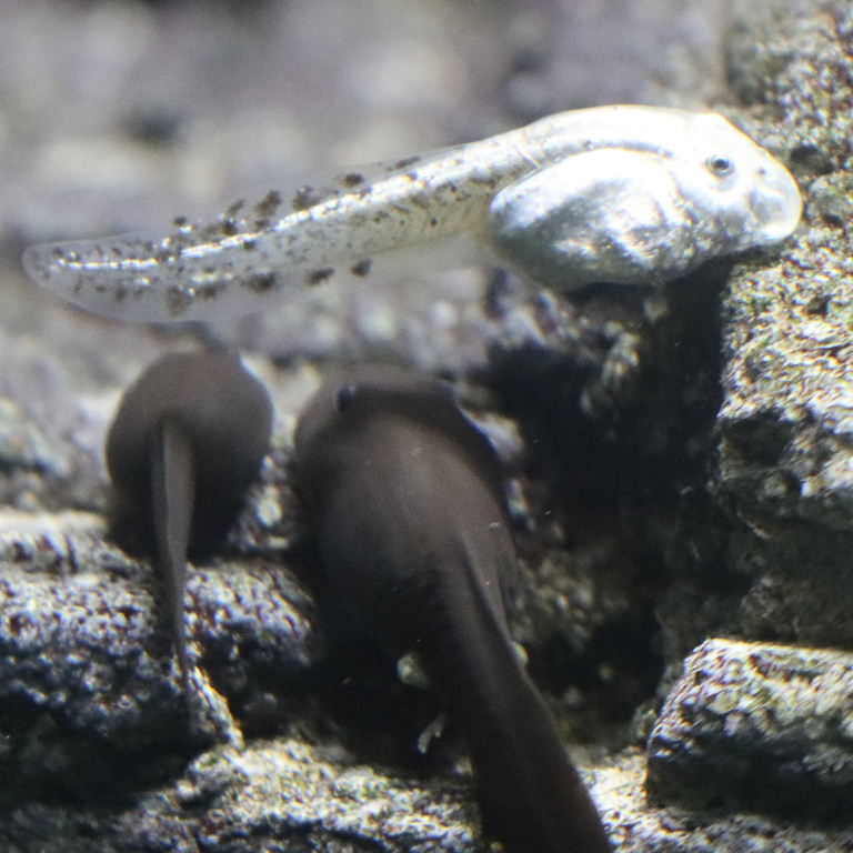 Mallorcan Midwife Tadpole