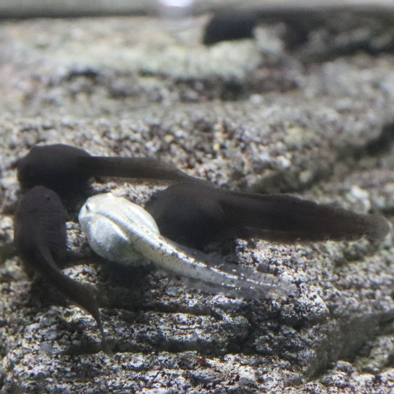 Mallorcan Midwife Tadpole