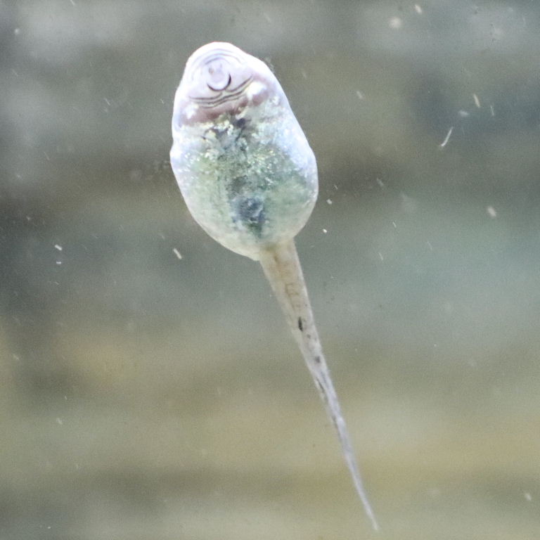 albino Mallorcan Midwife Tadpole